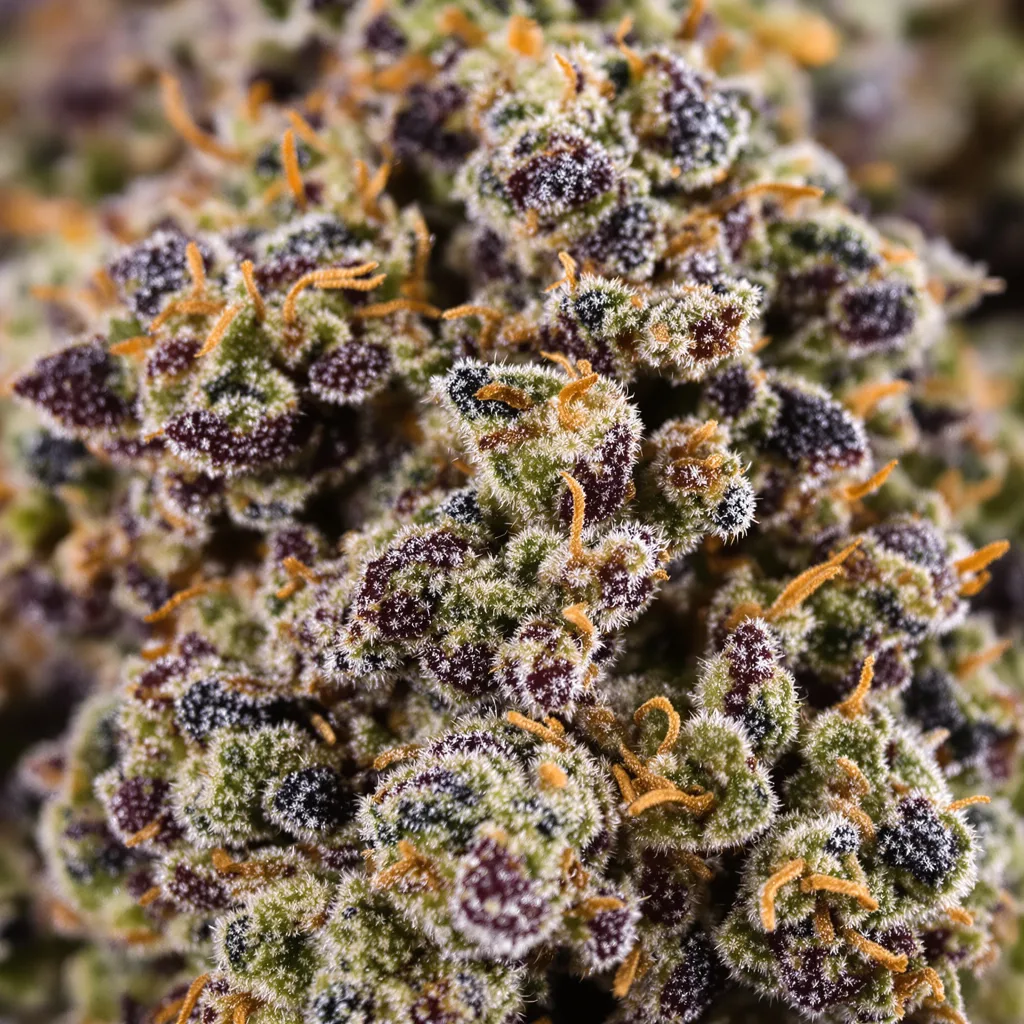 Gros plan de fleur de cannabis King’s Kush montrant calices denses aux reflets violets