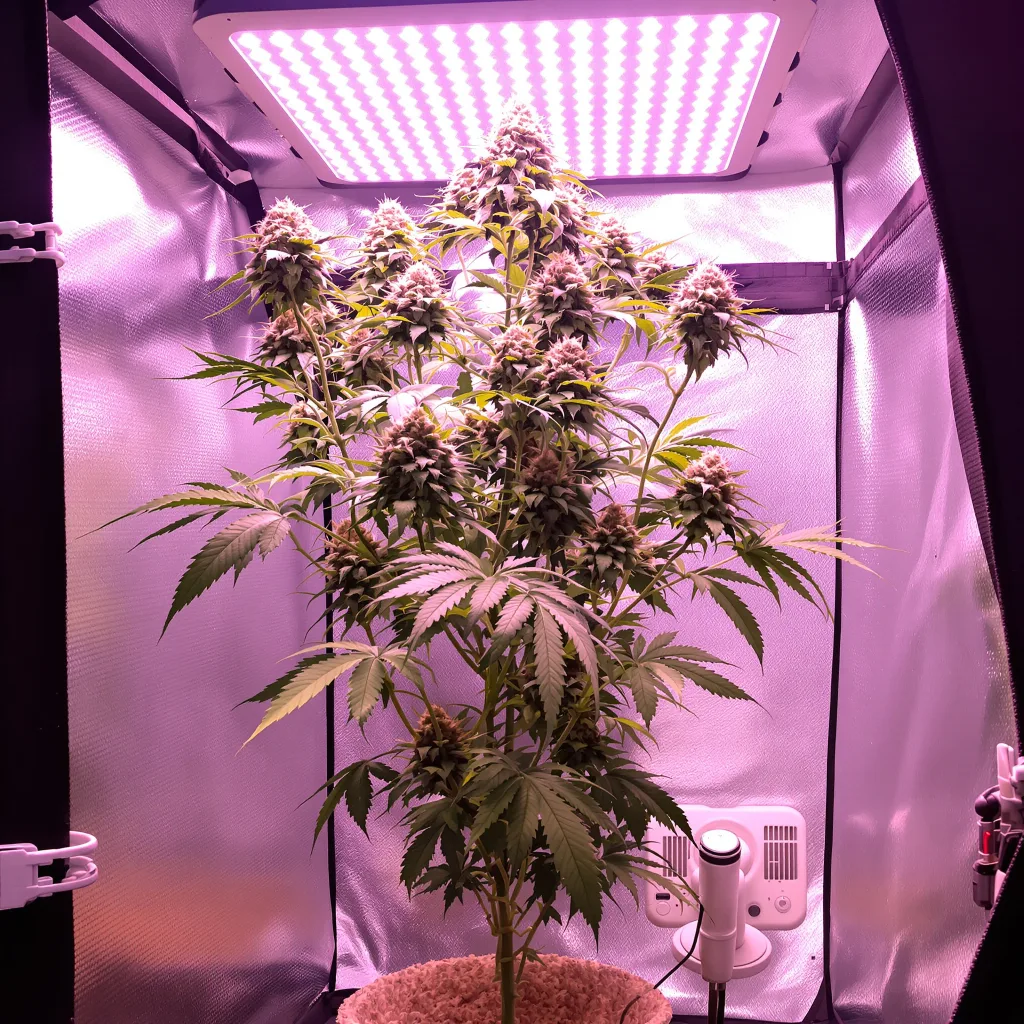 Plante de cannabis Kiss en floraison — 120-180 cm féminisée