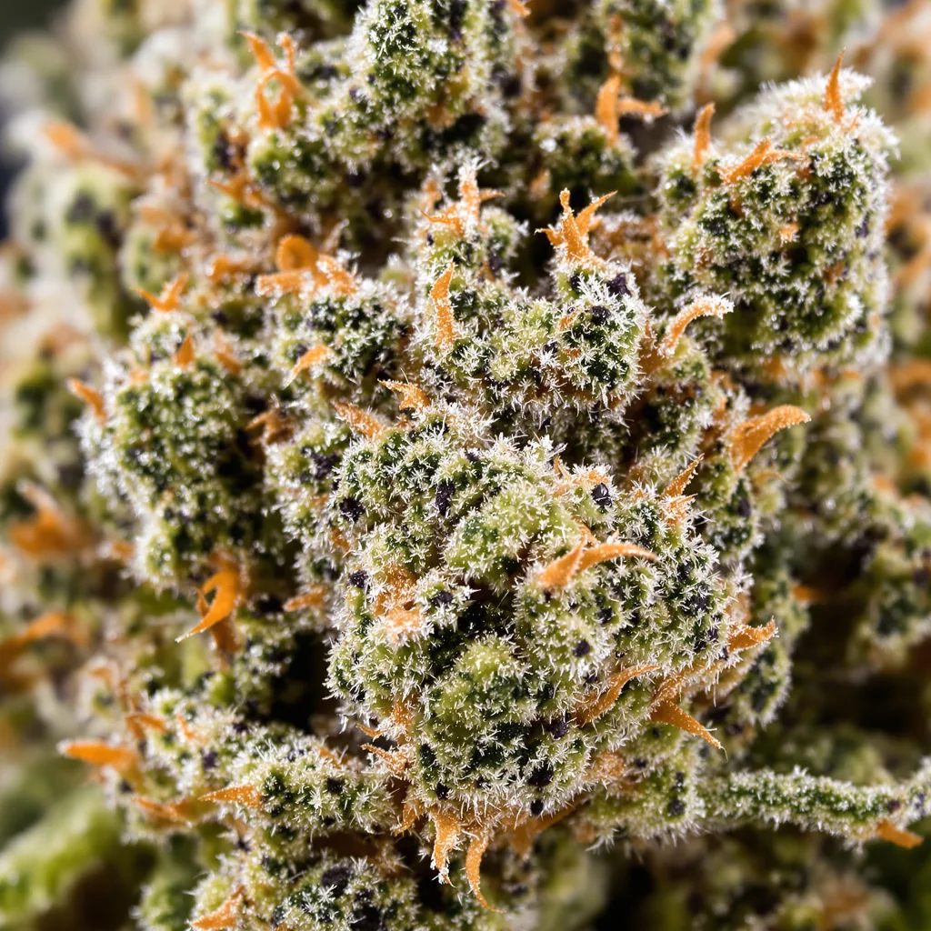 Gros plan de fleur de cannabis Kiss montrant structure équilibrée avec trichomes givrés