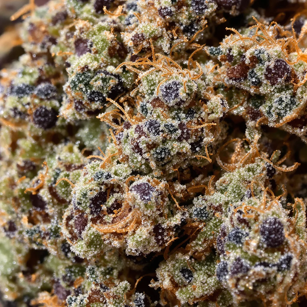 Gros plan de fleur de cannabis Kong montrant calices denses aux reflets violets