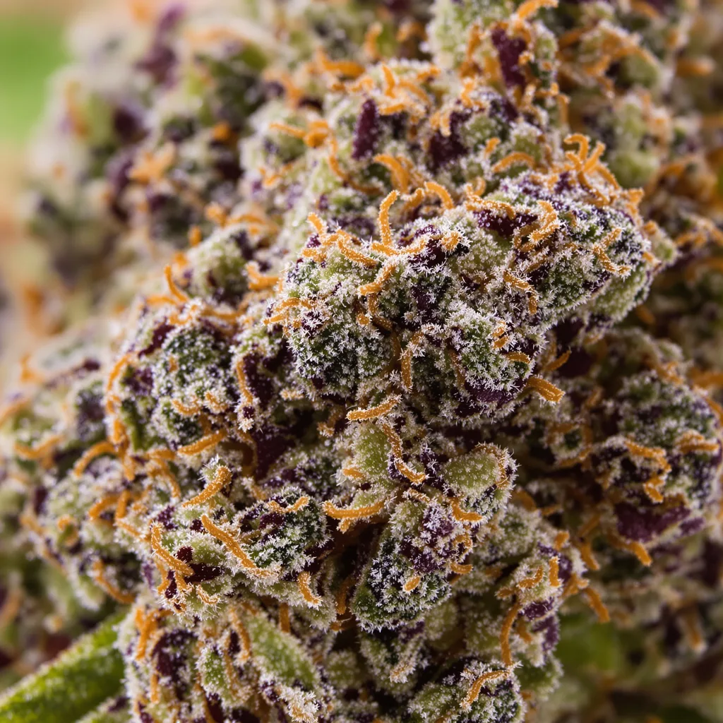 Gros plan de fleur de cannabis Krishna Kush montrant calices denses aux reflets violets