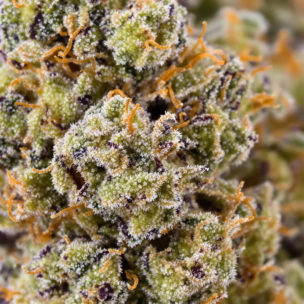 Gros plan de fleur de cannabis Kuchi montrant nugs denses vert forêt