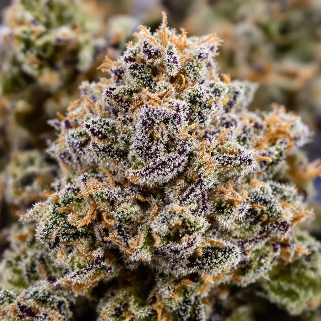 Gros plan de fleur de cannabis Kush Cake montrant calices denses aux reflets violets