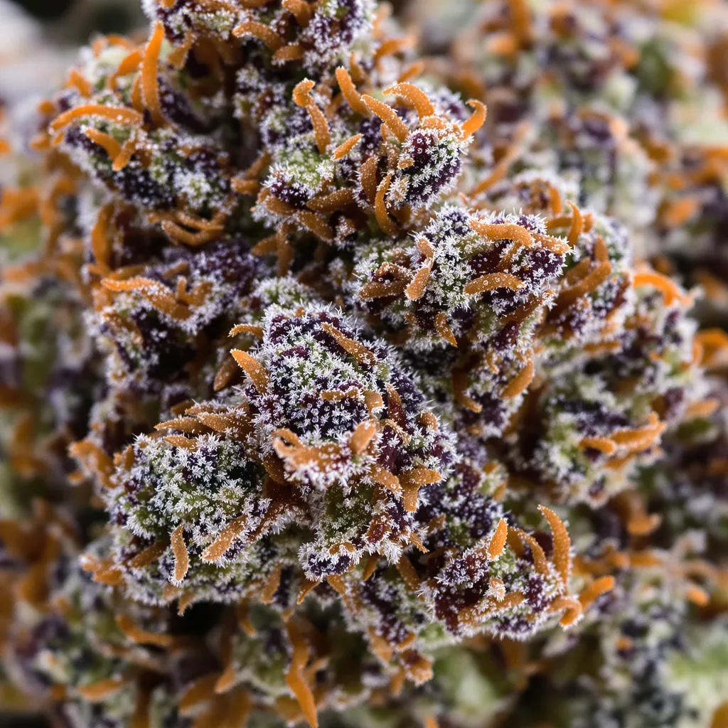 Gros plan de fleur de cannabis Kushadelic montrant calices denses aux reflets violets