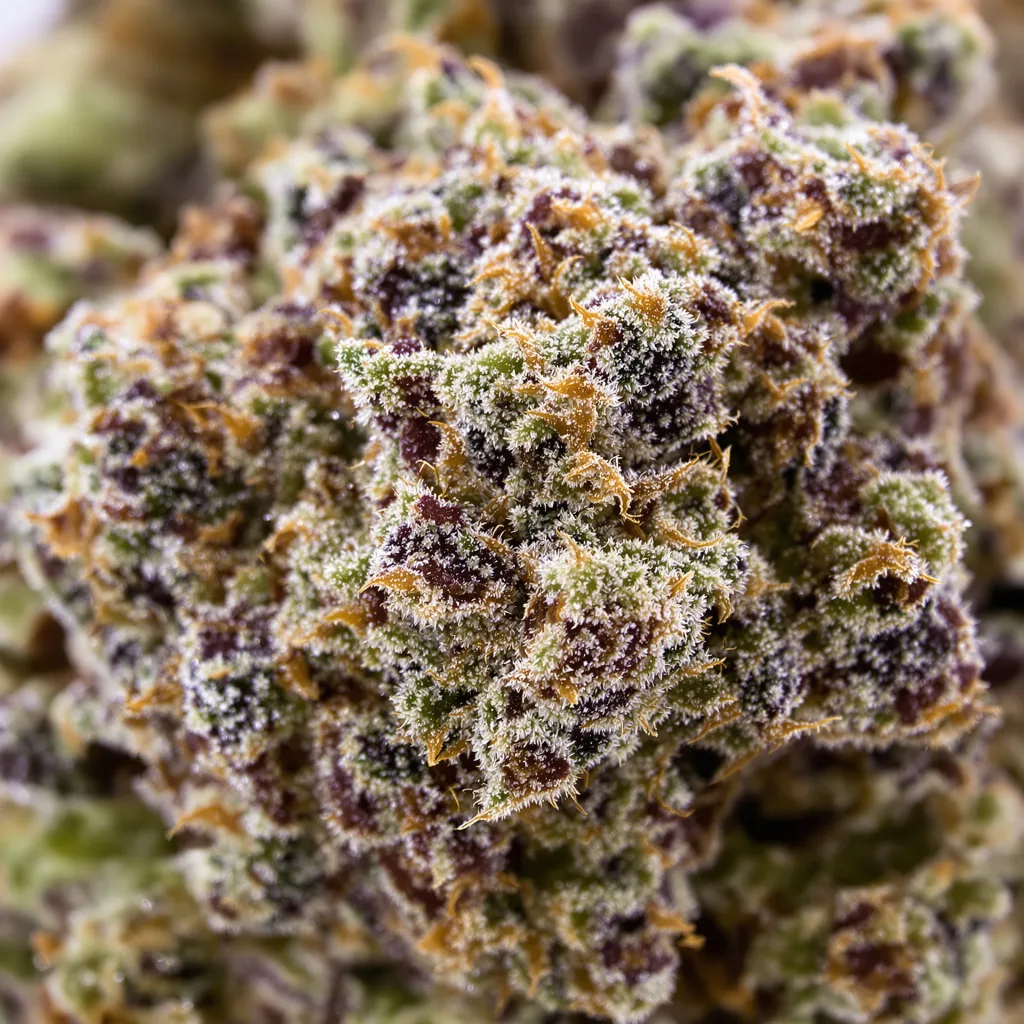 Gros plan de fleur de cannabis Kushberry montrant calices denses aux reflets violets