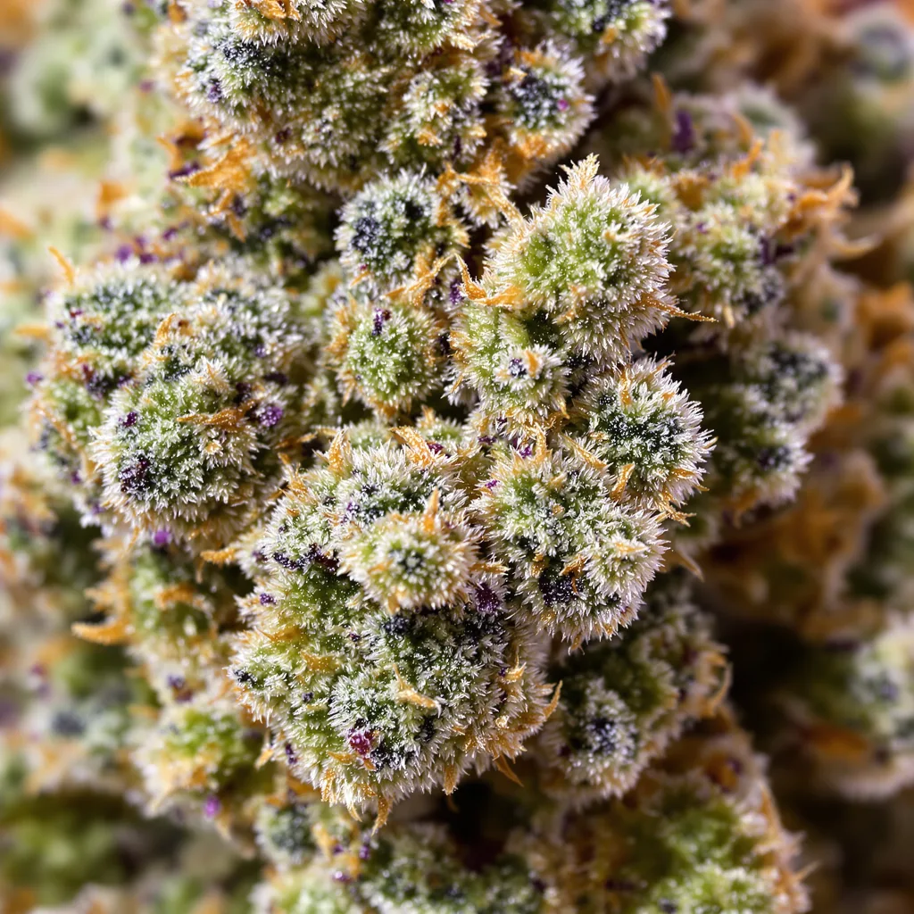 Gros plan de fleur de cannabis LA Jack montrant nugs denses vert forêt