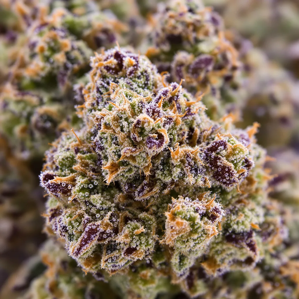 Gros plan de fleur de cannabis LA OG montrant structure ouverte avec pistils orangés