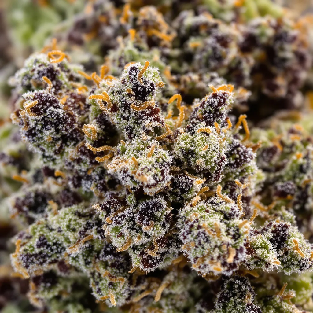 Gros plan de fleur de cannabis LA Ultra montrant calices denses aux reflets violets