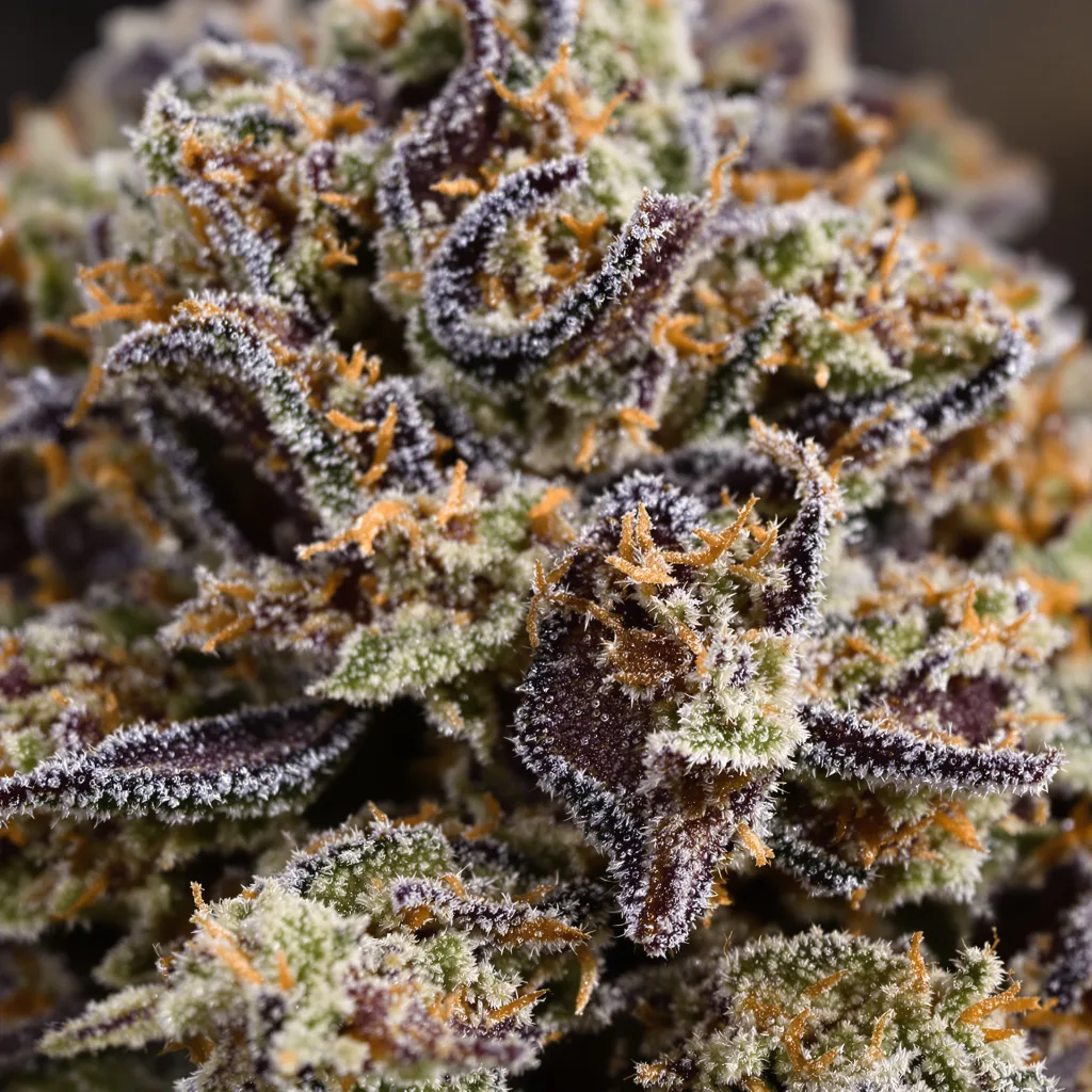 Gros plan de fleur de cannabis LA Ultra montrant calices denses aux reflets violets