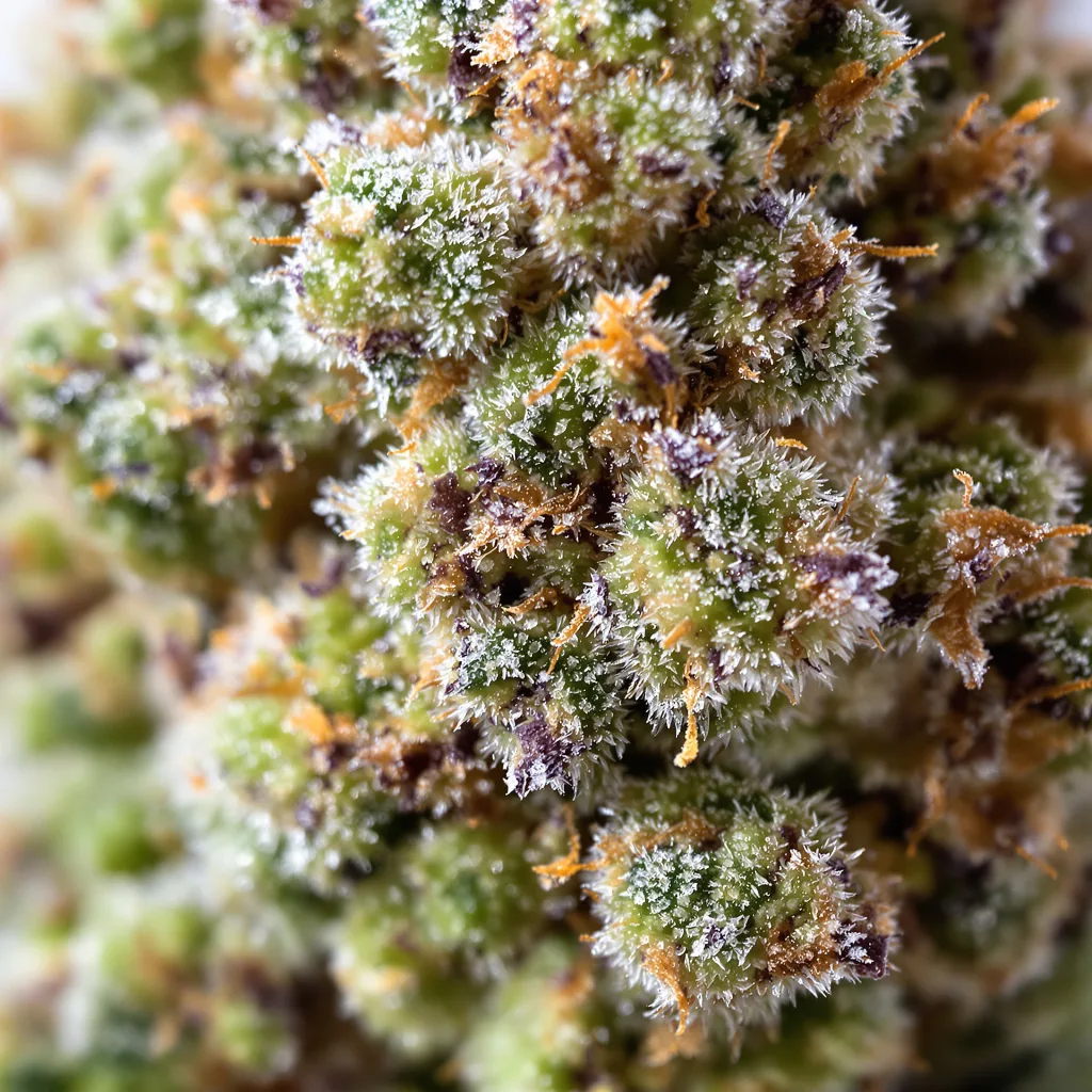 Gros plan de fleur de cannabis LA Woman montrant structure équilibrée avec trichomes givrés
