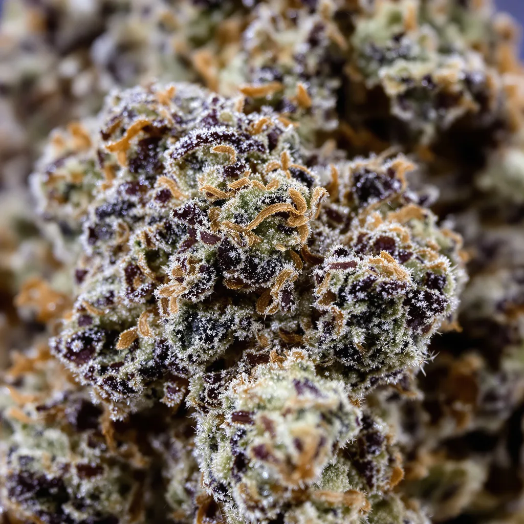 Gros plan de fleur de cannabis Ladyburn 1974 montrant calices denses aux reflets violets