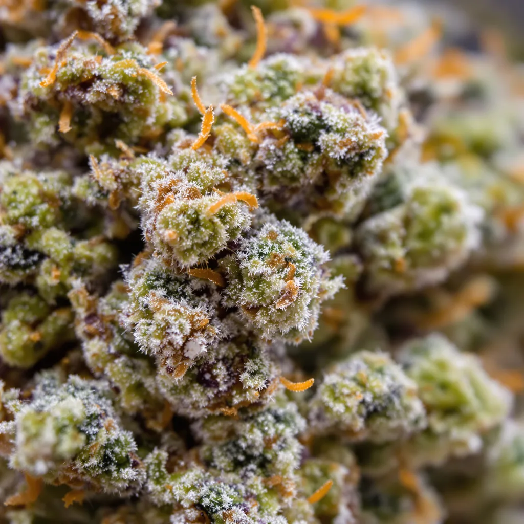 Gros plan de fleur de cannabis Larry OG montrant structure équilibrée avec trichomes givrés