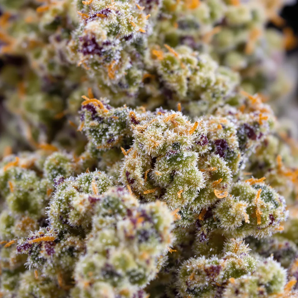 Gros plan de fleur de cannabis Larry OG montrant structure équilibrée avec trichomes givrés