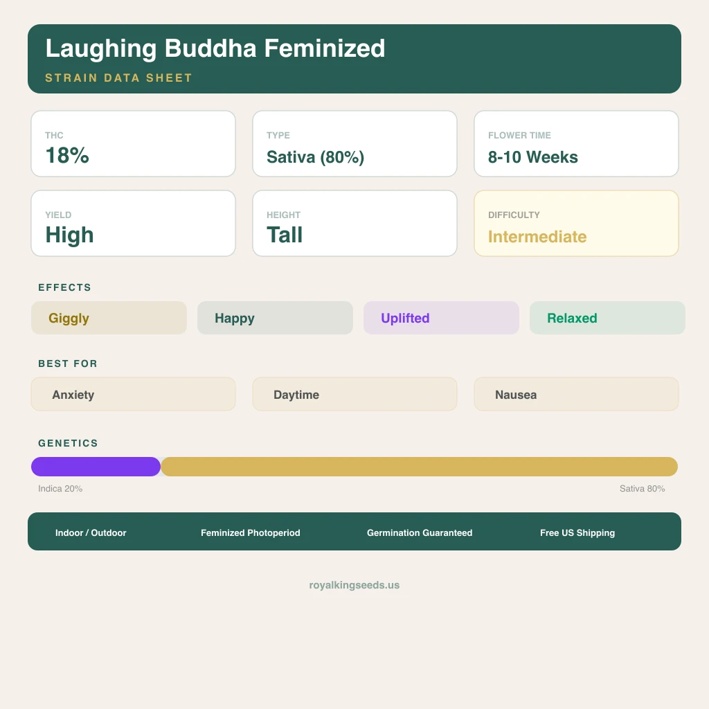 Laughing Buddha 20% indica / 80% sativa — fleur avec trichomes visibles