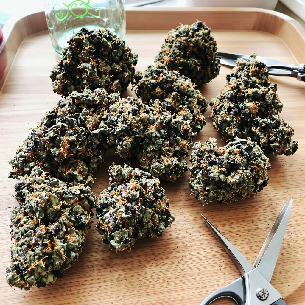 Lavender Jones 70% indica / 30% sativa — fleur avec trichomes visibles