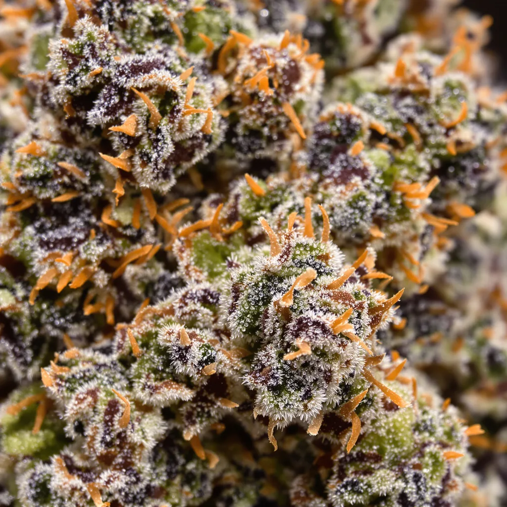 Gros plan de fleur de cannabis Legend OG montrant calices denses aux reflets violets