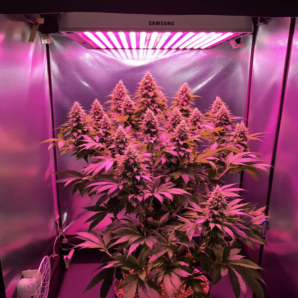 Plante de cannabis Lemon Daddy en floraison — 60-100 cm autofloraison