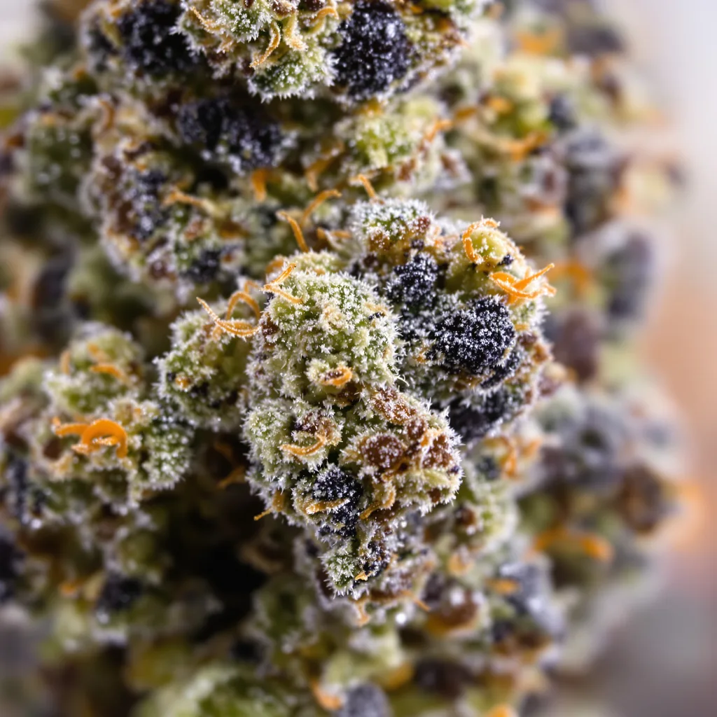 Gros plan de fleur de cannabis Lemon Daddy montrant calices denses aux reflets violets