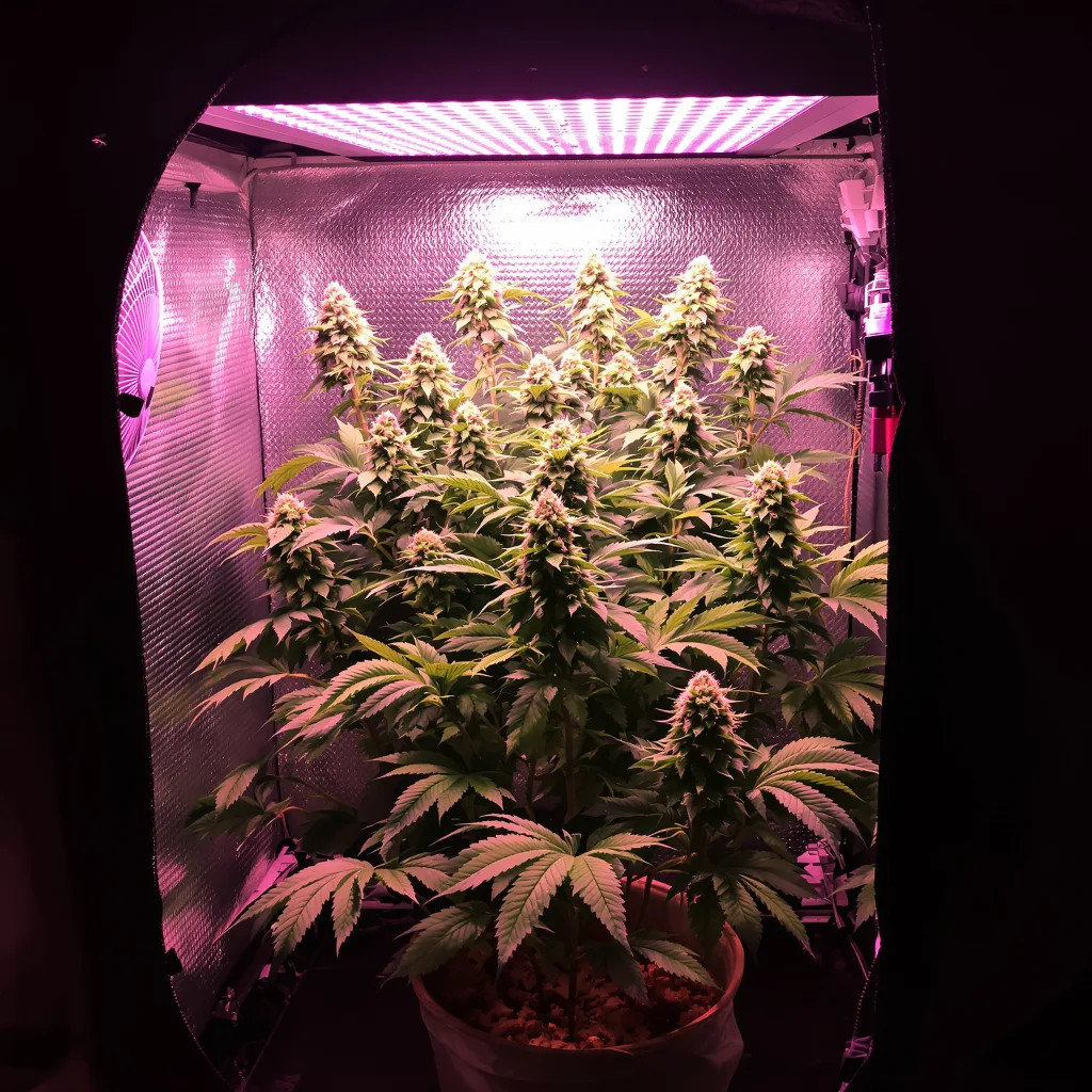 Plante de cannabis Lemon Diesel en floraison — 90-130 cm féminisée