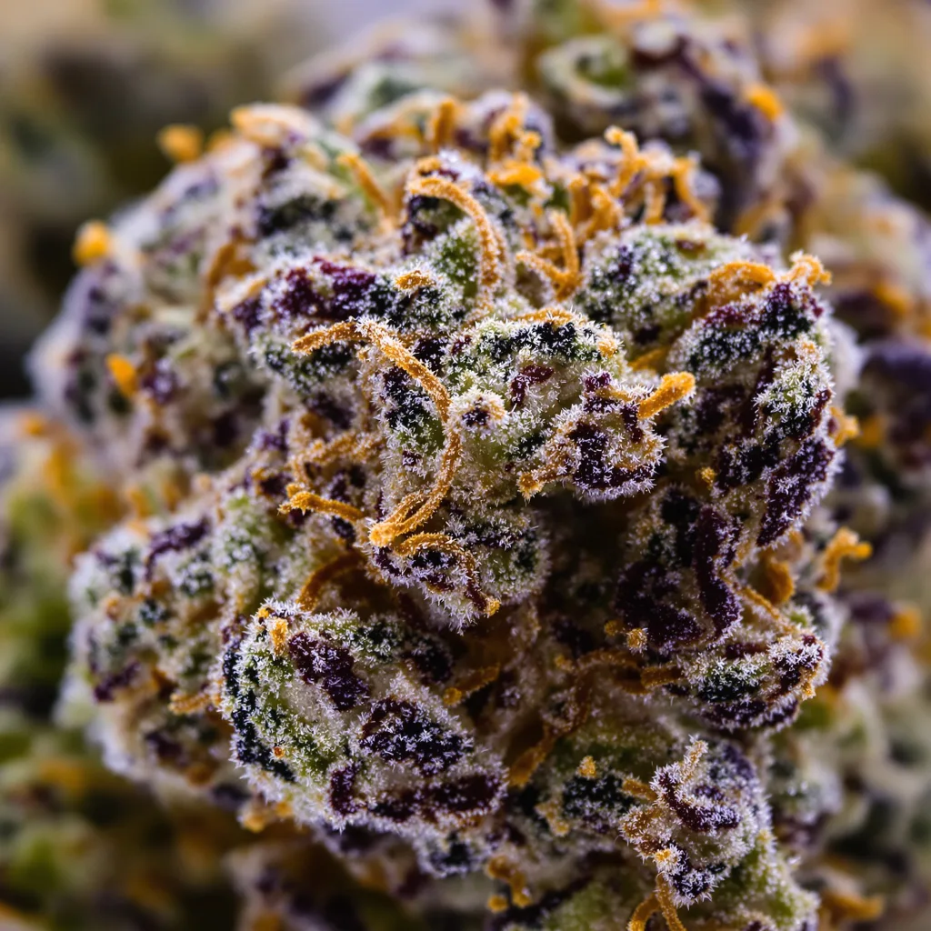 Gros plan de fleur de cannabis Lemon Diesel montrant calices denses aux reflets violets
