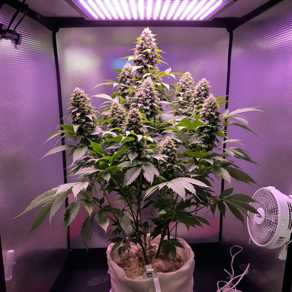 Plante de cannabis Lemon Drizzle en floraison — 60-100 cm autofloraison