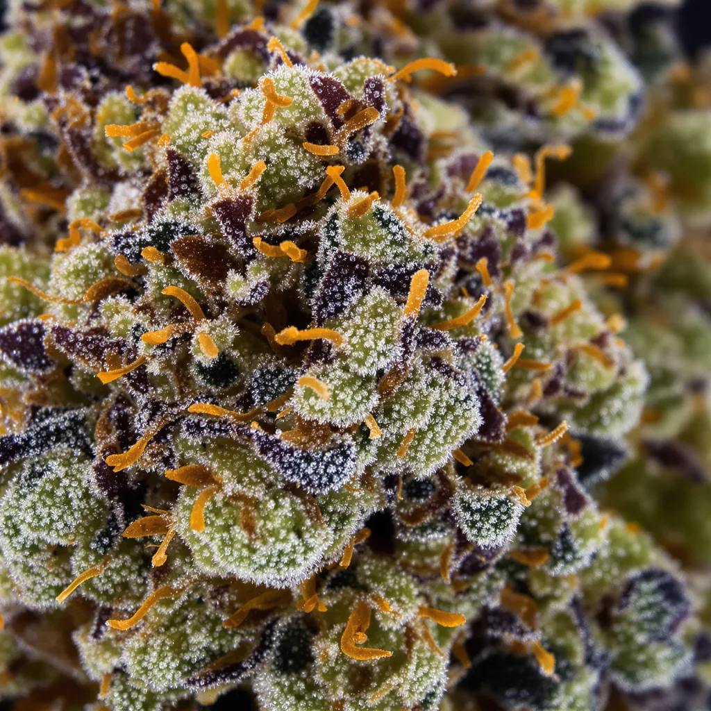 Gros plan de fleur de cannabis Lemon Drizzle montrant calices denses aux reflets violets