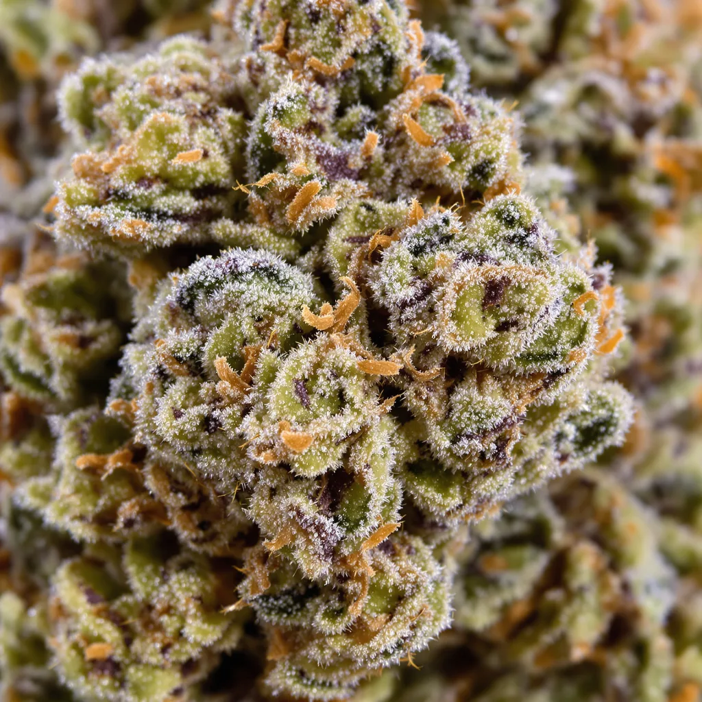 Gros plan de fleur de cannabis Lemon Drop montrant structure équilibrée avec trichomes givrés