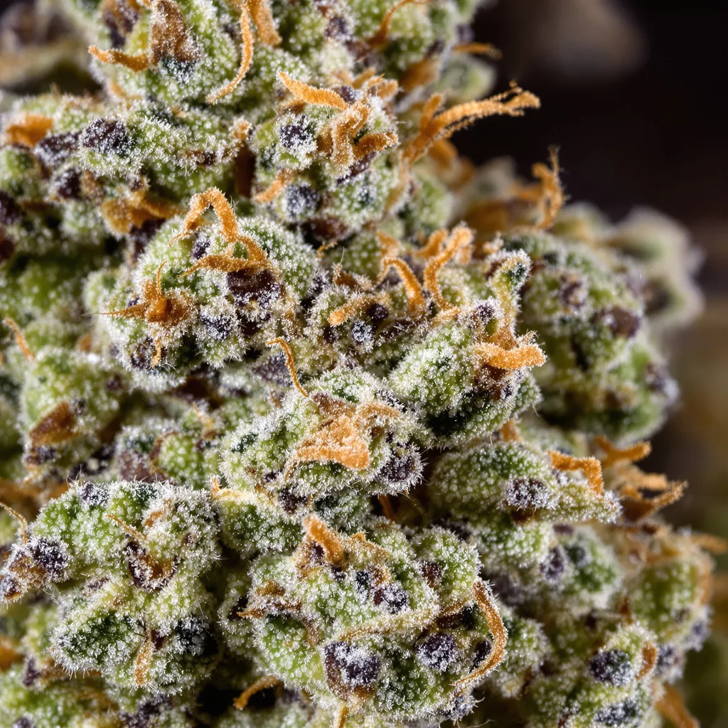 Gros plan de fleur de cannabis Lemon montrant structure équilibrée avec trichomes givrés