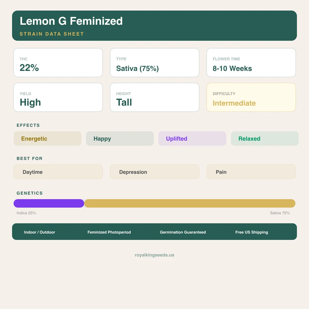Lemon G 25% indica / 75% sativa — fleur avec trichomes visibles