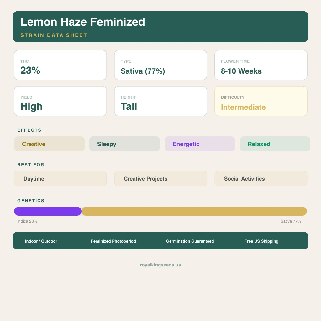 Lemon Haze 23% indica / 77% sativa — fleur avec trichomes visibles