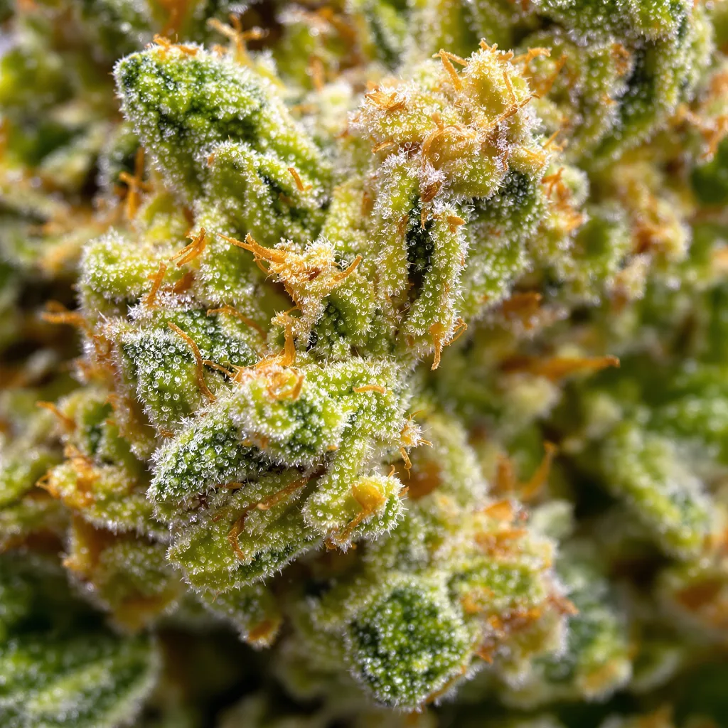 Gros plan de fleur de cannabis Lemon Haze montrant structure aérée vert lime