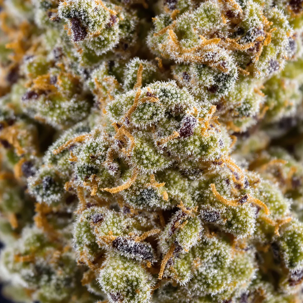 Gros plan de fleur de cannabis Lemon Kush montrant structure équilibrée avec trichomes givrés