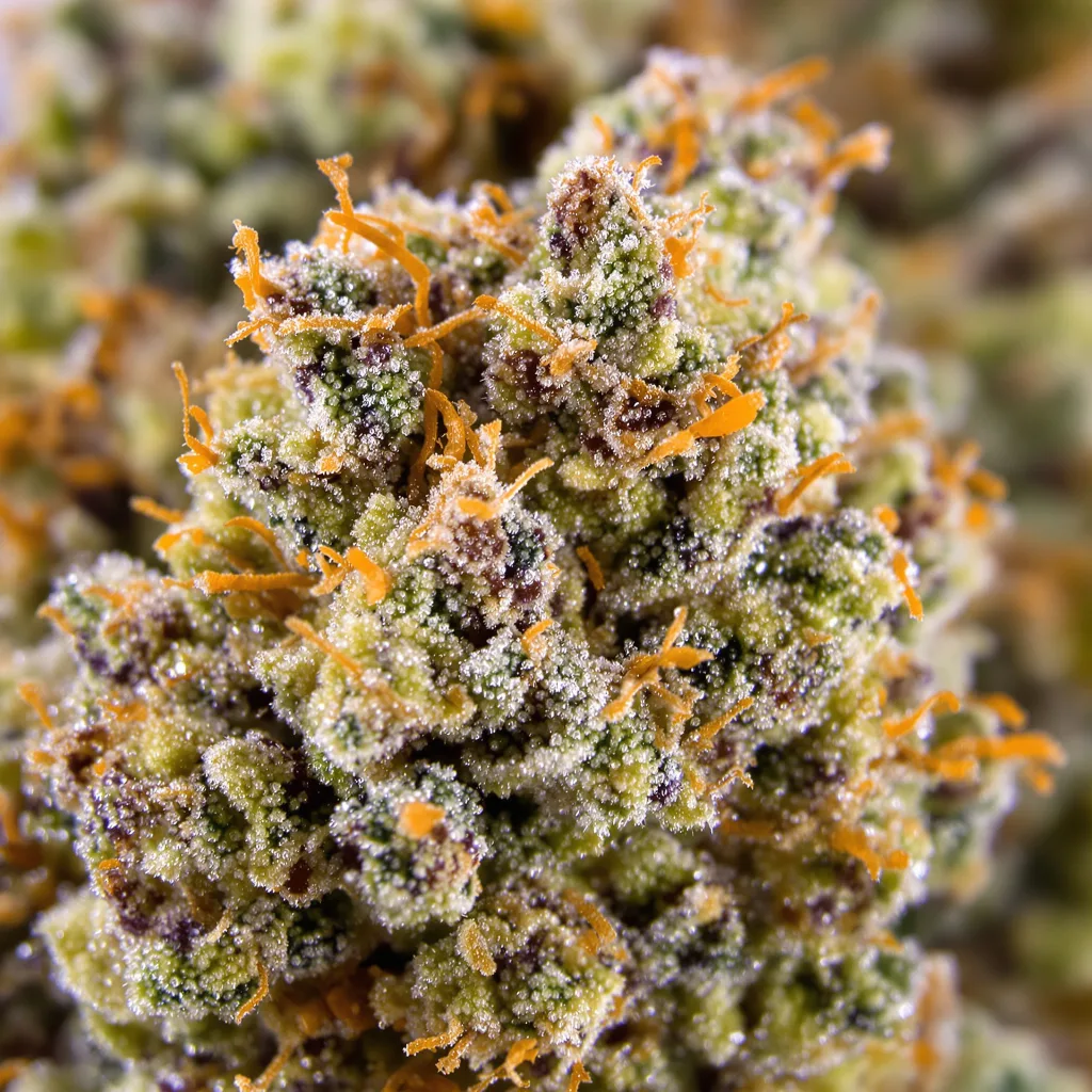 Gros plan de fleur de cannabis Lemon OG Kush montrant structure équilibrée avec trichomes givrés