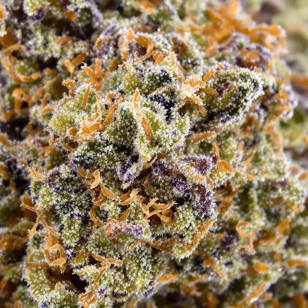Gros plan de fleur de cannabis Lemon OG Kush montrant structure équilibrée avec trichomes givrés