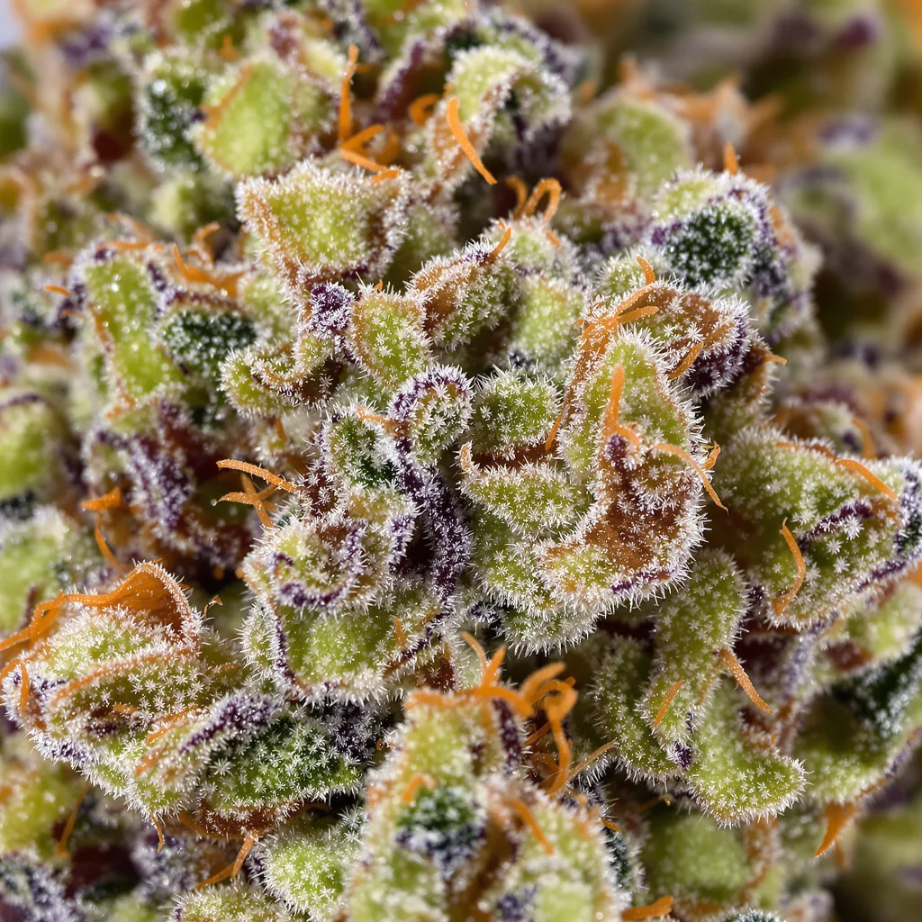 Gros plan de fleur de cannabis Lemon Skunk montrant structure ouverte avec pistils orangés