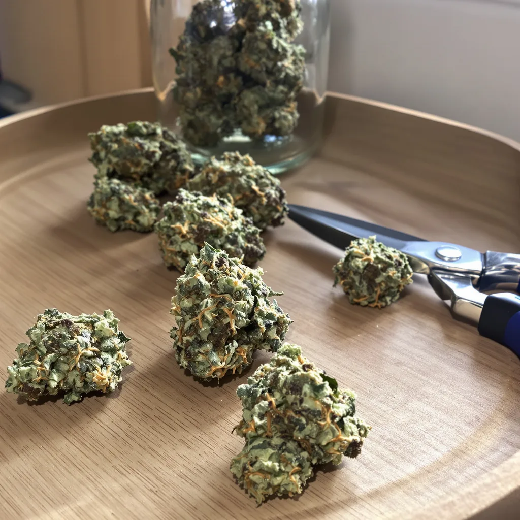 Lemon Thai 60% indica / 50% sativa — fleur avec trichomes visibles