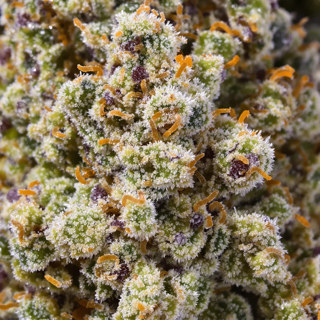 Gros plan de fleur de cannabis Lemon Tree montrant nugs denses vert forêt