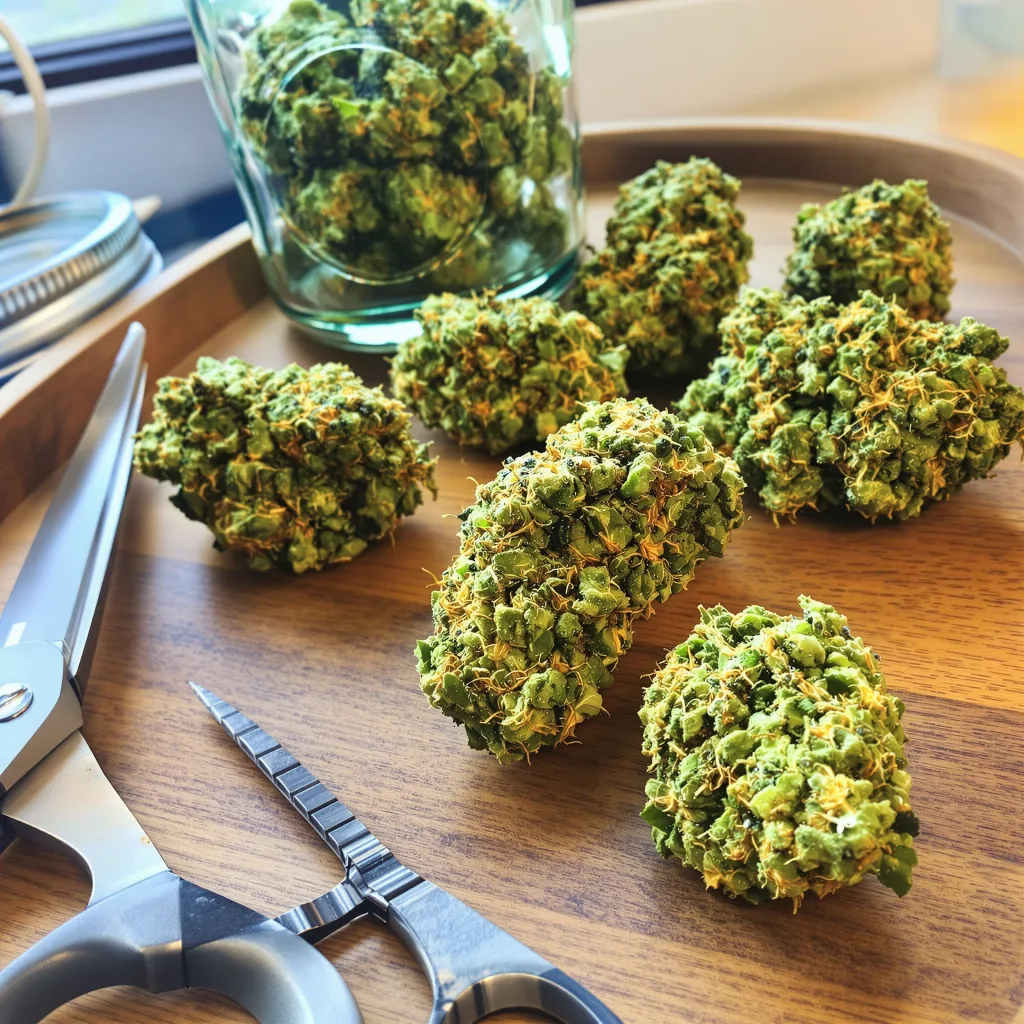 Lodi Dodi 24% indica / 76% sativa — fleur avec trichomes visibles