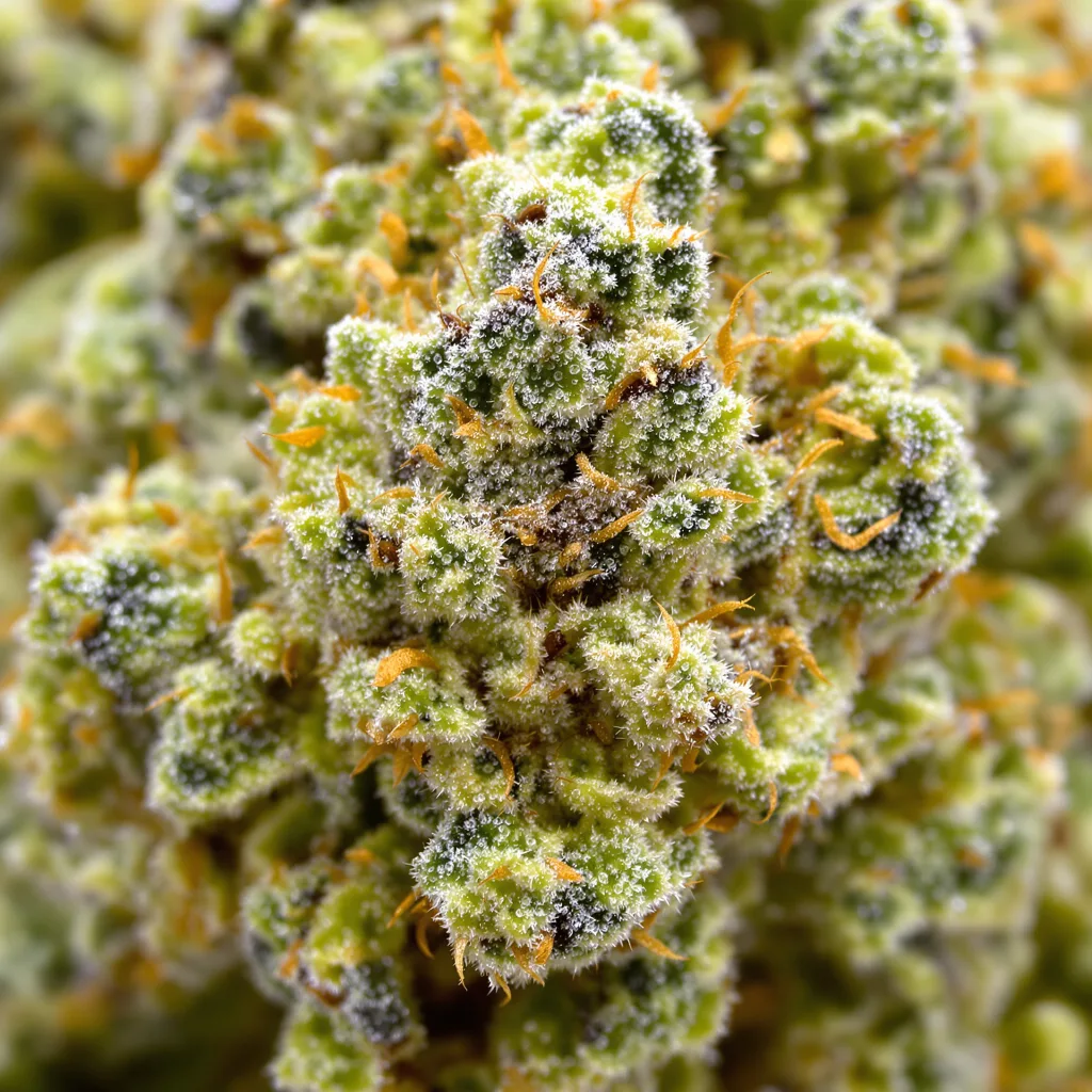 Gros plan de fleur de cannabis Lodi Dodi montrant structure aérée vert lime