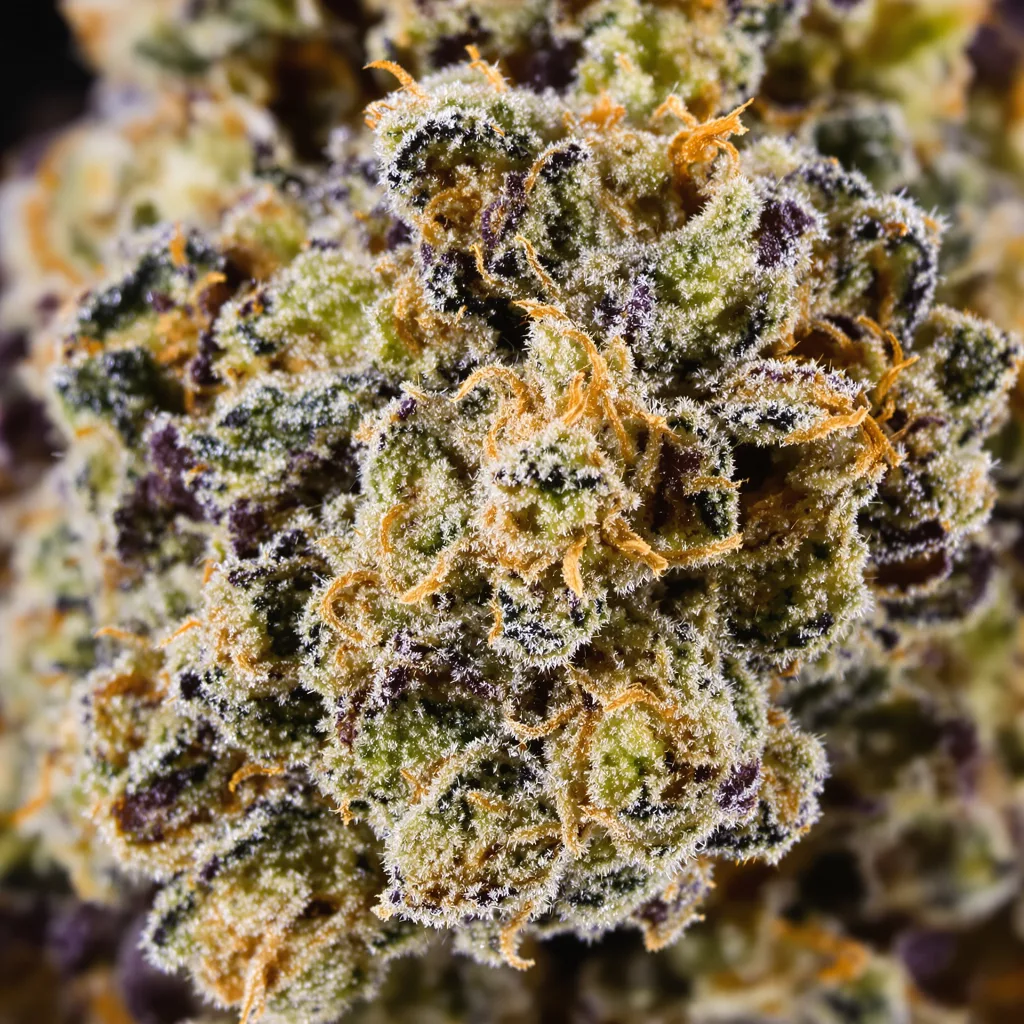 Gros plan de fleur de cannabis London Pound Cake montrant calices denses aux reflets violets