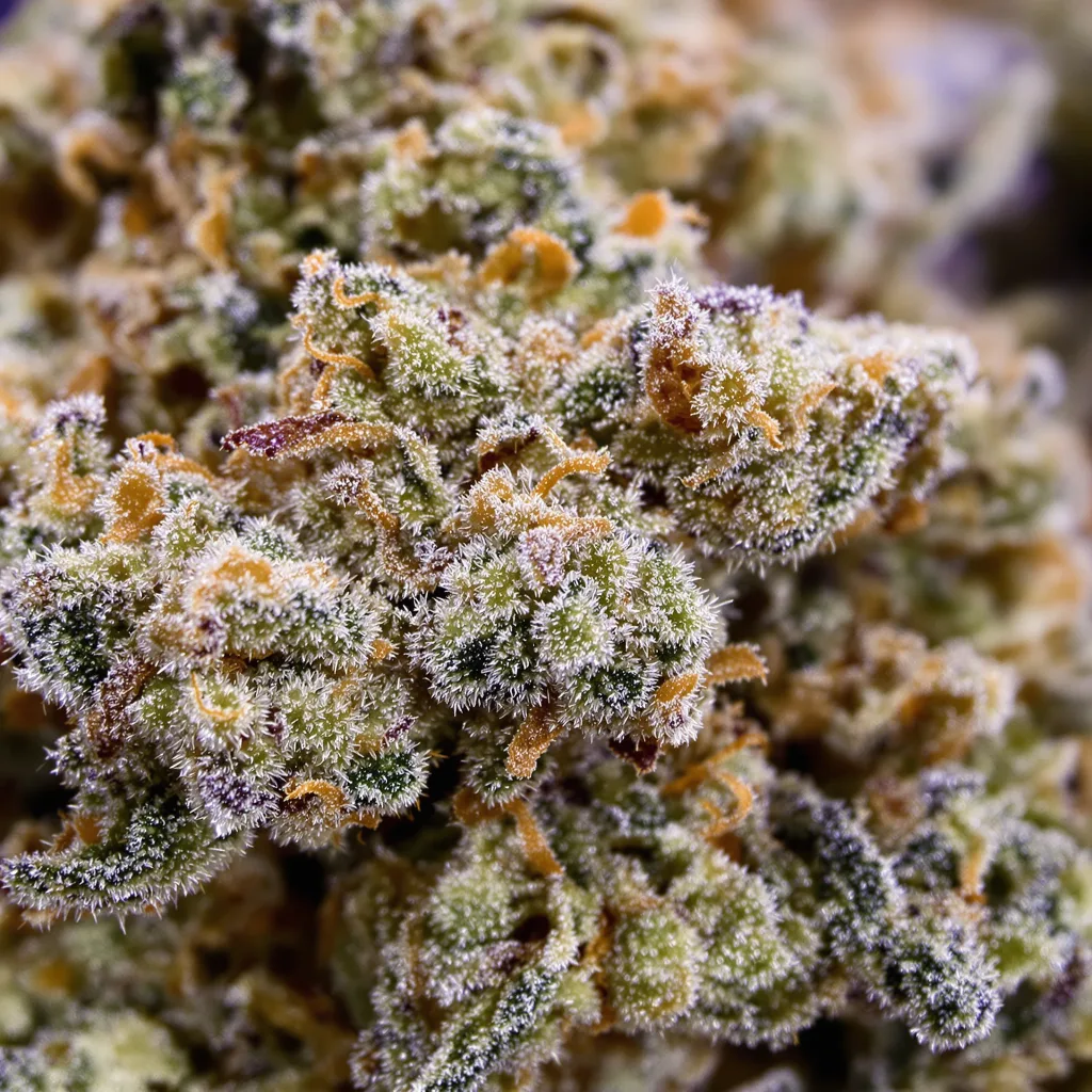 Gros plan de fleur de cannabis Lowryder montrant structure équilibrée avec trichomes givrés