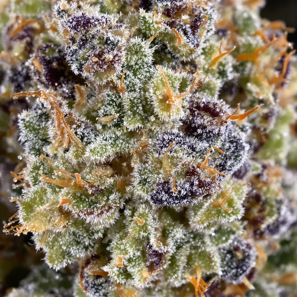 Gros plan de fleur de cannabis LSD montrant structure équilibrée avec trichomes givrés