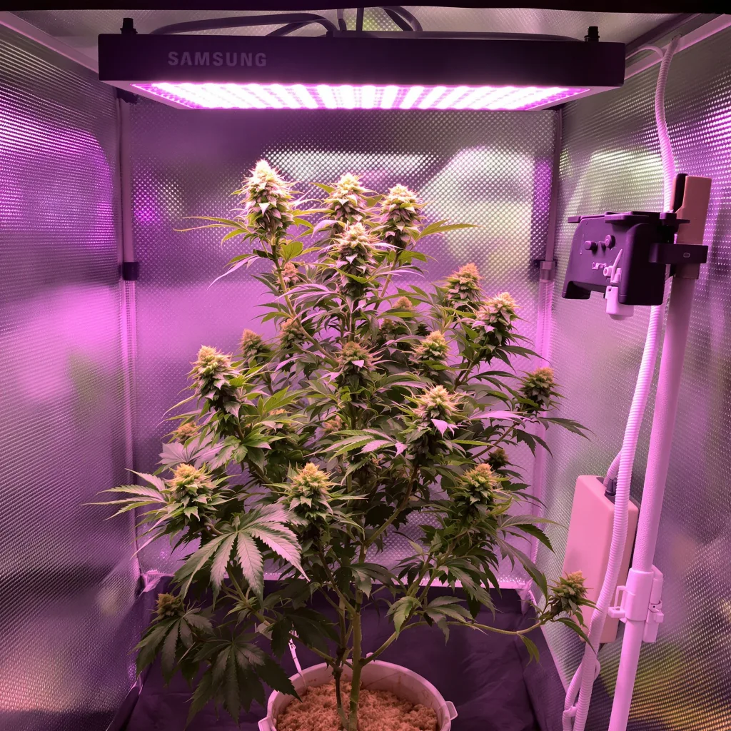 Plante de cannabis Lucid Blue en floraison — 120-180 cm féminisée