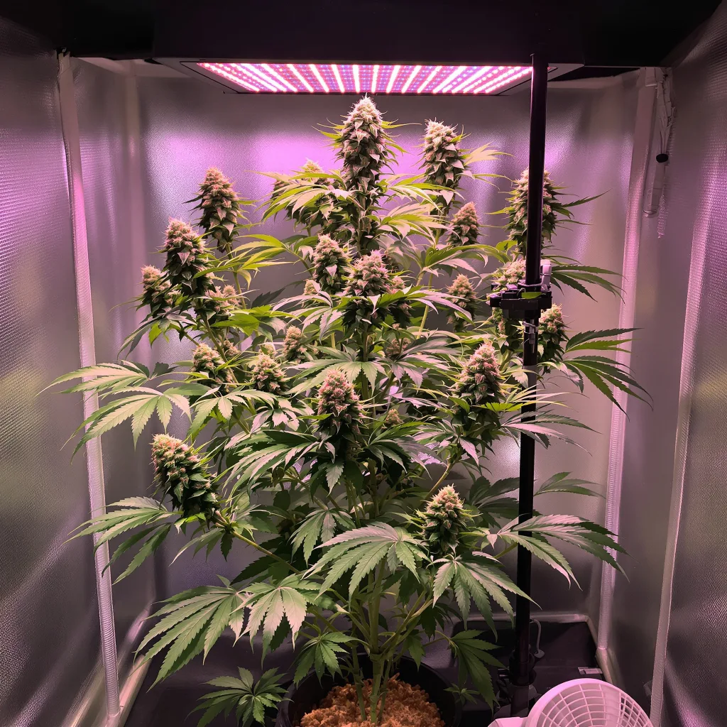Plante de cannabis Lucky Charms en floraison — 120-180 cm féminisée