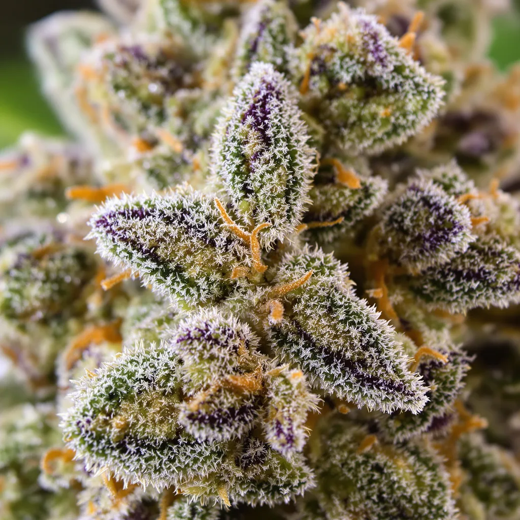 Gros plan de fleur de cannabis M-39 montrant nugs denses vert forêt