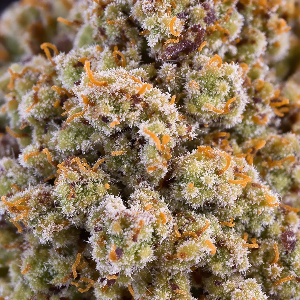 Gros plan de fleur de cannabis Mac 1 montrant structure équilibrée avec trichomes givrés