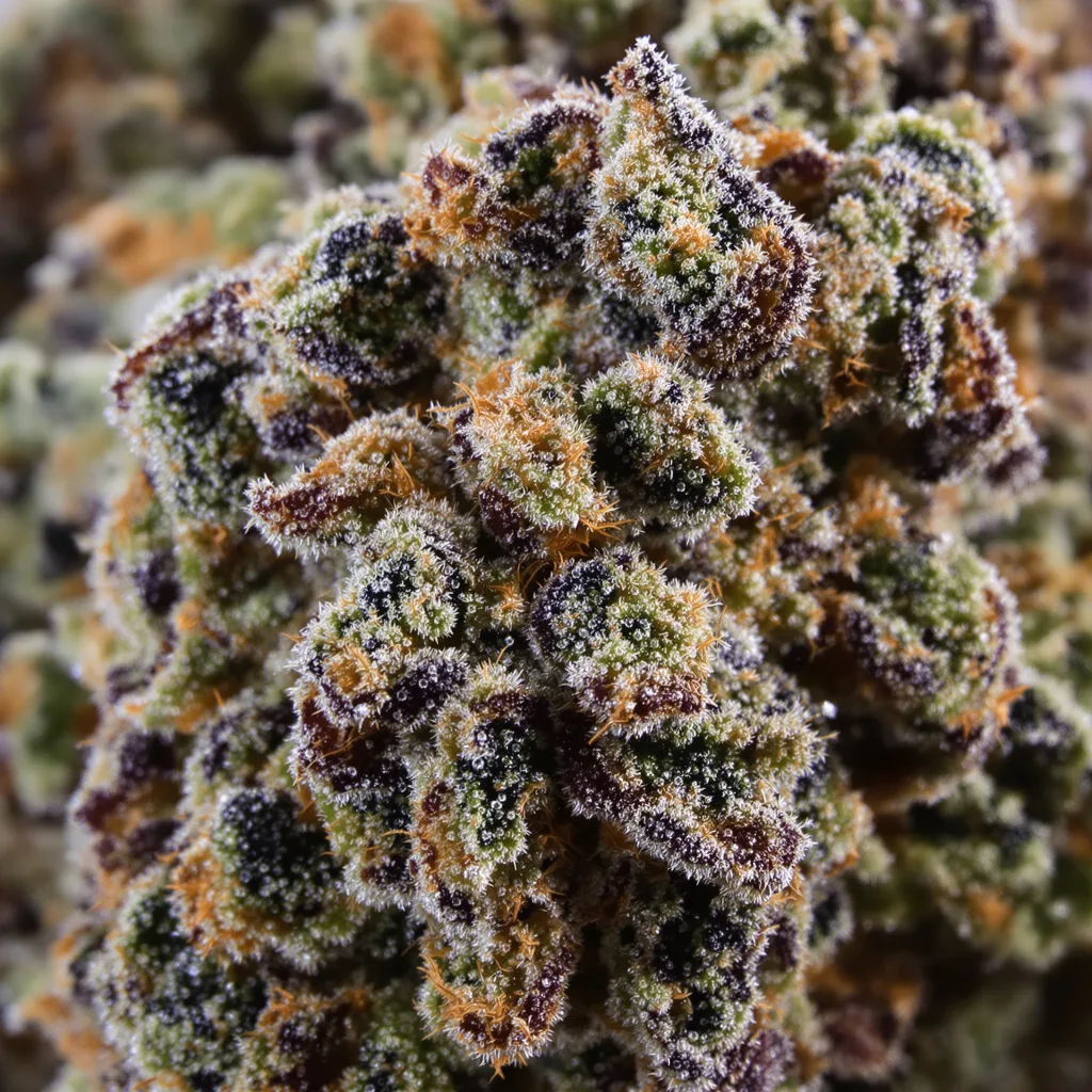 Gros plan de fleur de cannabis Mad Scientist montrant calices denses aux reflets violets
