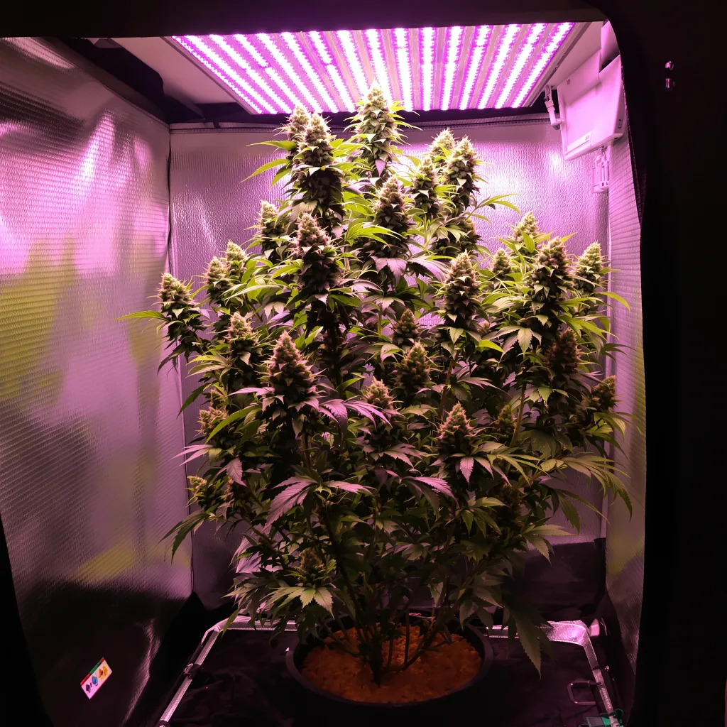 Plante de cannabis Magnum en floraison — 120-180 cm féminisée