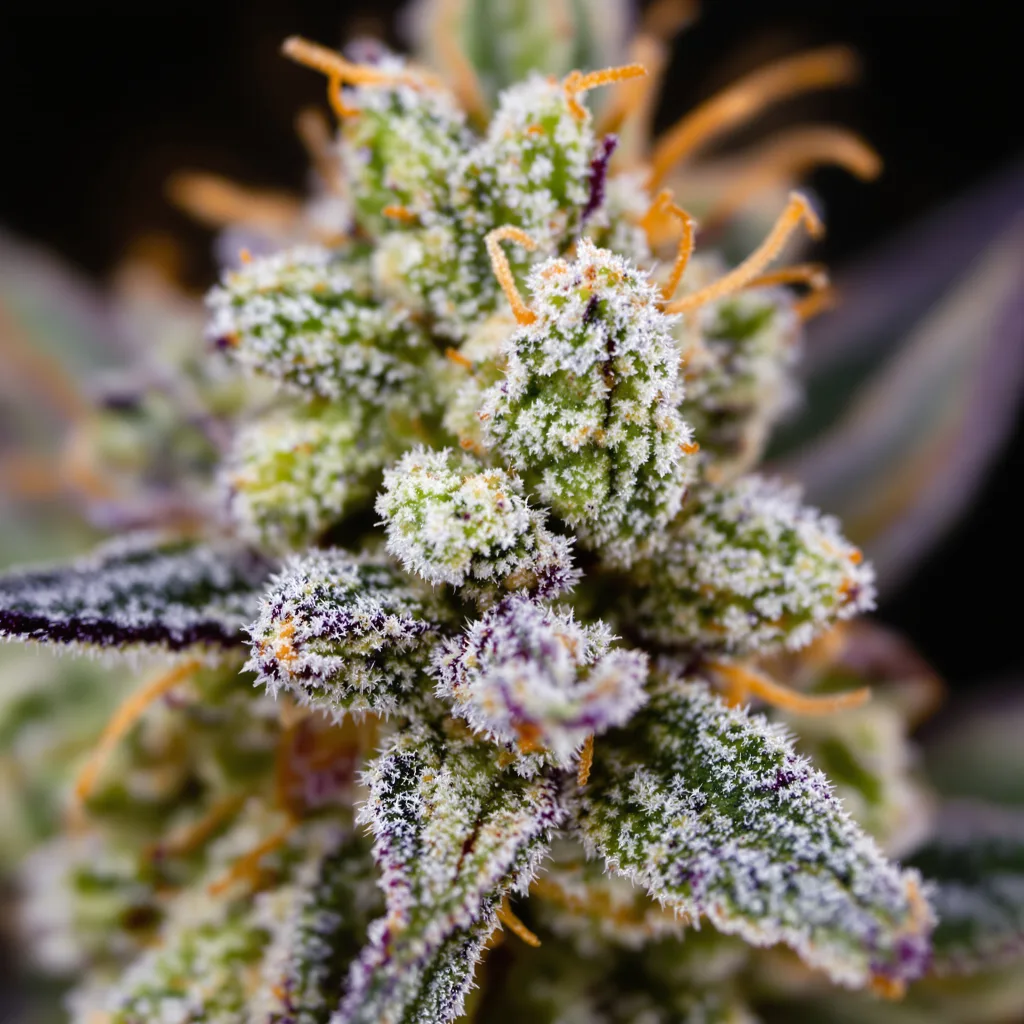 Gros plan de fleur de cannabis Magnum montrant structure équilibrée avec trichomes givrés