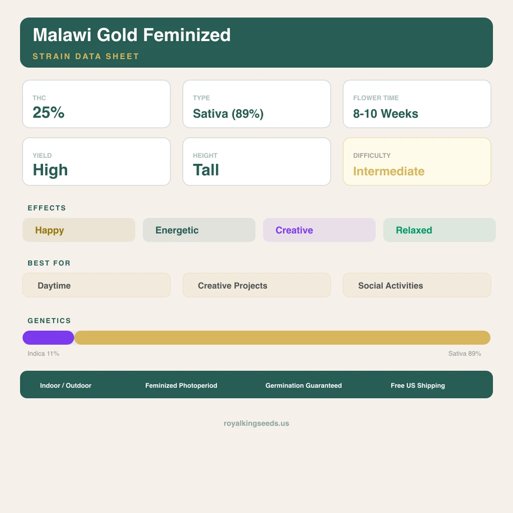 Malawi Gold 11% indica / 89% sativa — fleur avec trichomes visibles